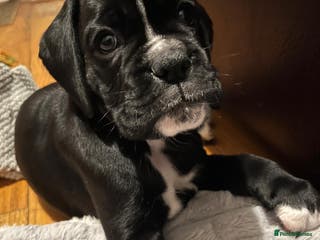 Boxer dogs KC registered-Just one beautiful girl left - Advert 2