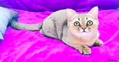Scottish Fold cats - Advert 4