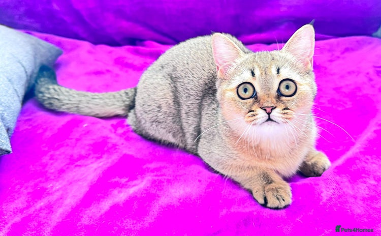Scottish Fold cats - Advert 3