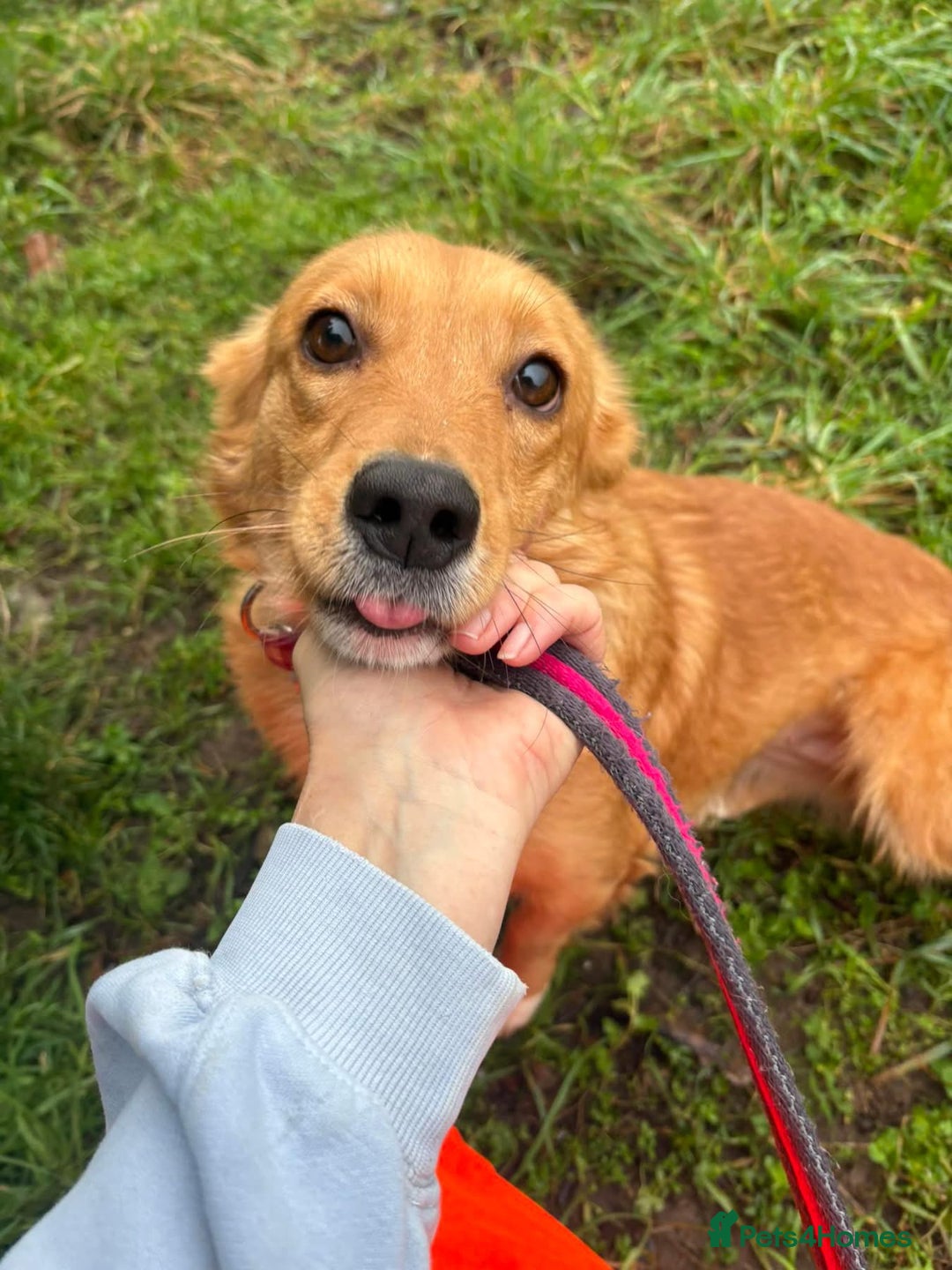 Mixed Breed dogs for adoption: Rose - Norwich Norfolk  - Advert 1