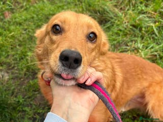 Mixed Breed dogs Rose - Norwich Norfolk - Advert 15