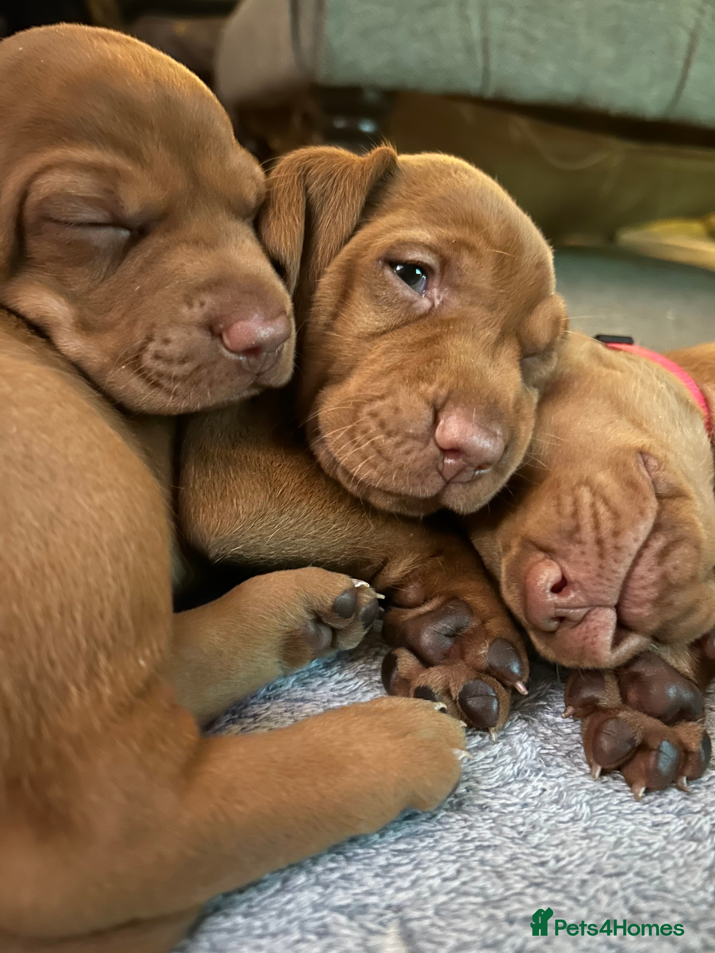 Hungarian Vizsla dogs Hungarian Vizsla puppies - KC registered  - Advert 11