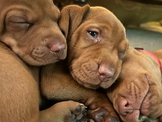 Hungarian Vizsla dogs Hungarian Vizsla puppies - KC registered - Advert 11