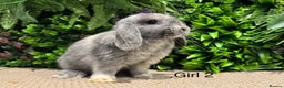 Mini Lop rabbits for sale: Mini lops ready to reserve  - Advert 3