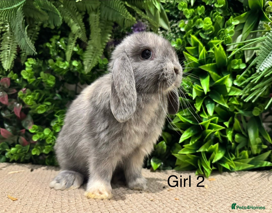 Mini Lop rabbits for sale: Mini lops ready to reserve  - Advert 3