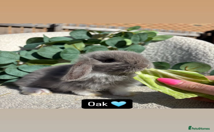 Mini Lop rabbits - Advert 1