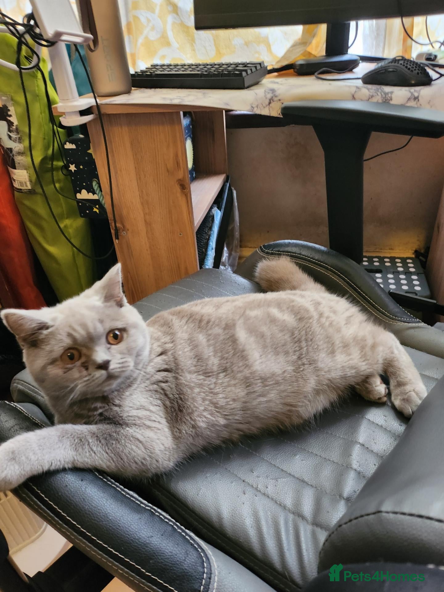 British Shorthair cats Brithis shorthair lilac girl  hurry last one - Advert 1
