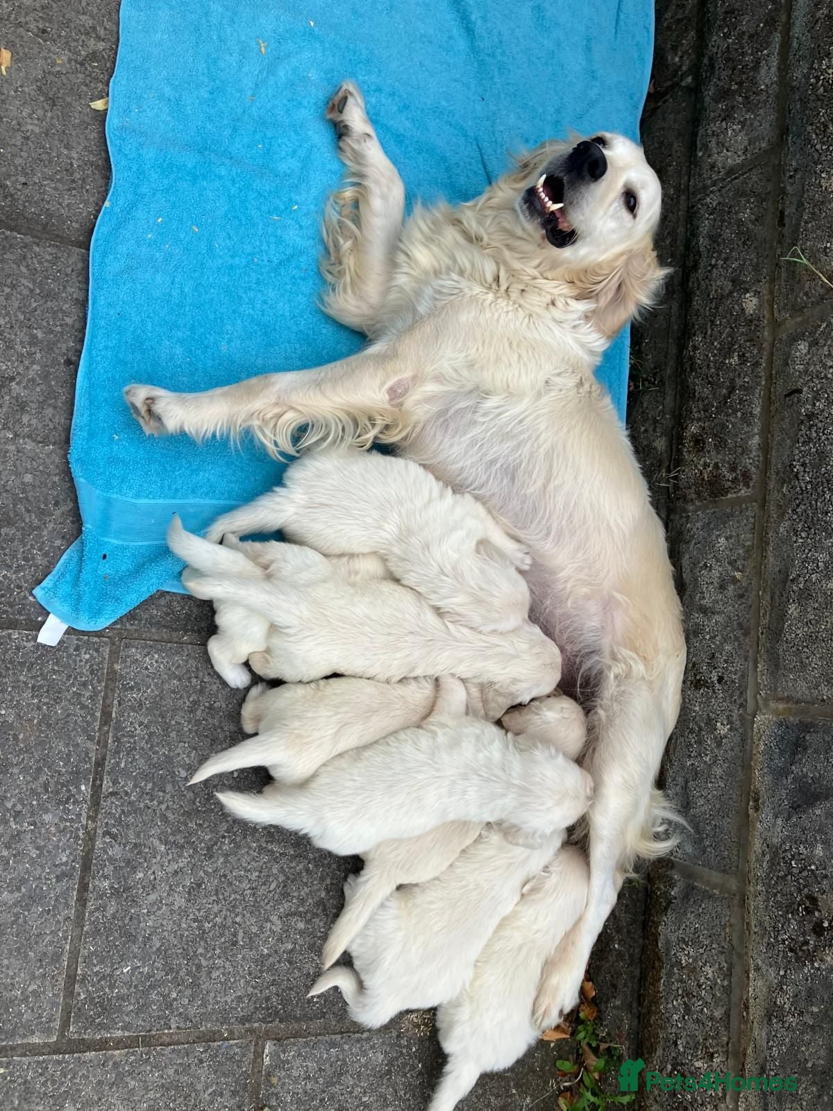 Golden Retriever dogs KC Reg Health Tested Golden Retriever Pups - Advert 2