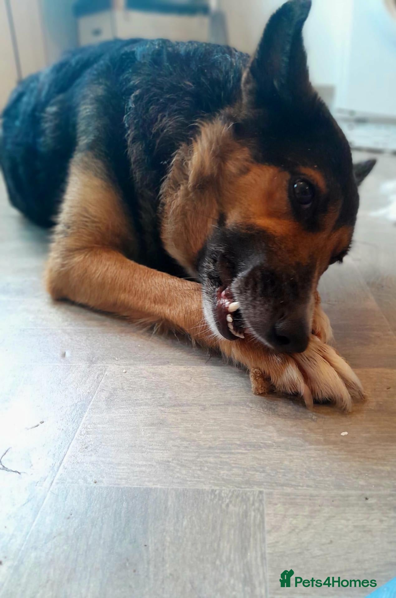 Mixed Breed dogs Corso x German Shepherd puppies - Advert 5