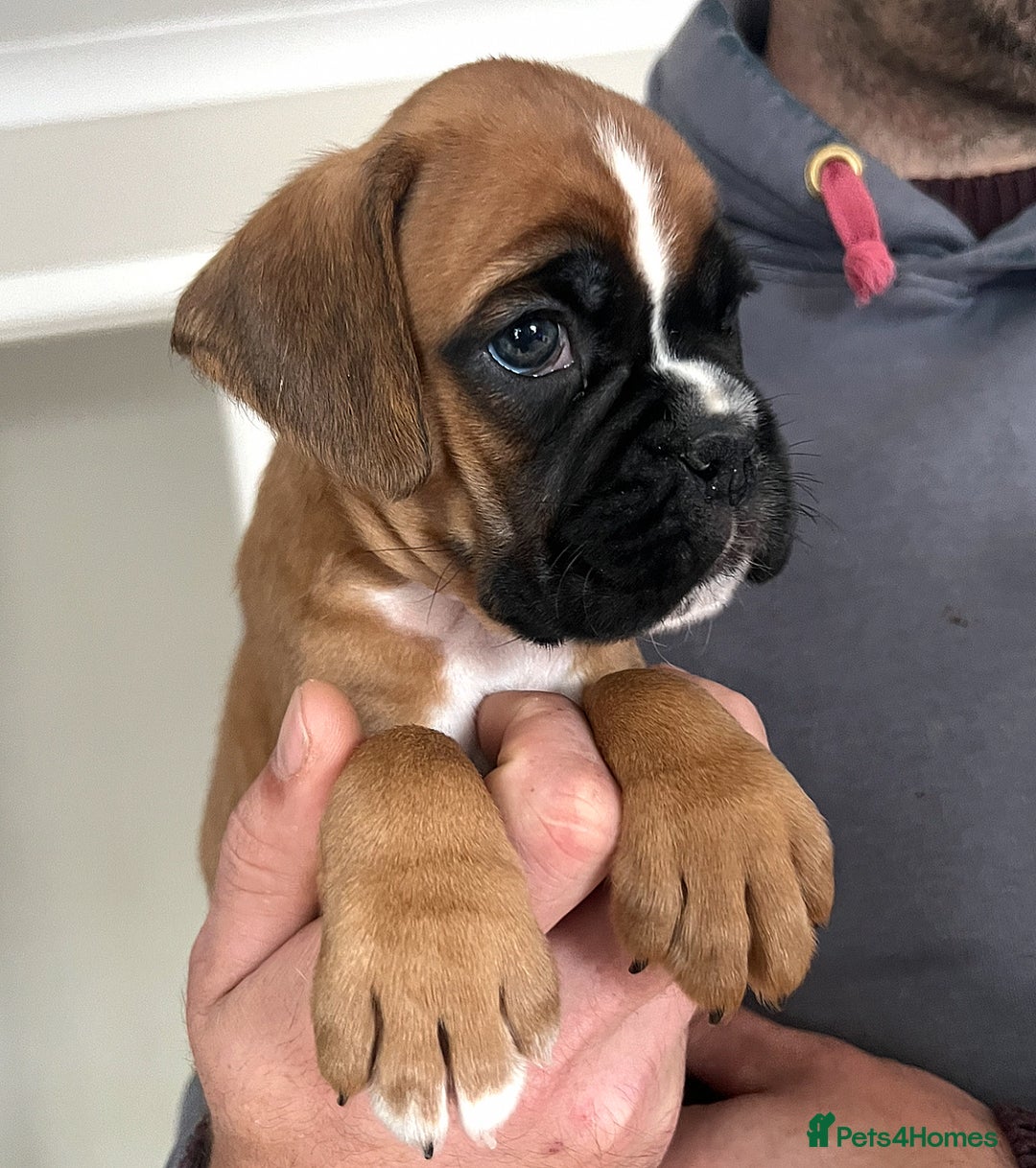 Boxer dogs for sale: Kc Beautiful White Boxer Boys   - Image 11