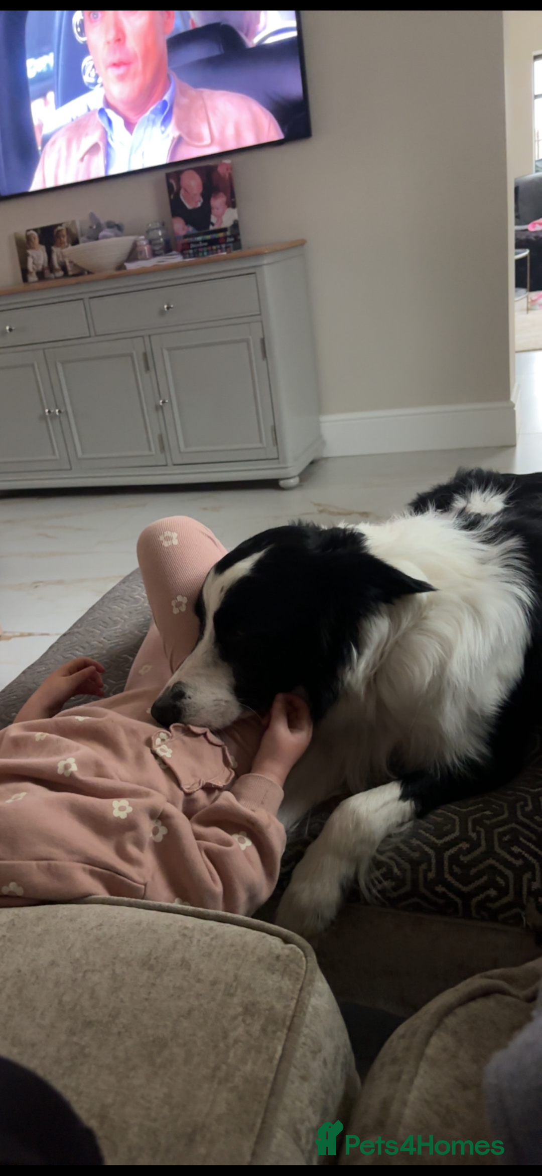 Border Collie dogs for sale: Bear the Border Collie  - Advert 5