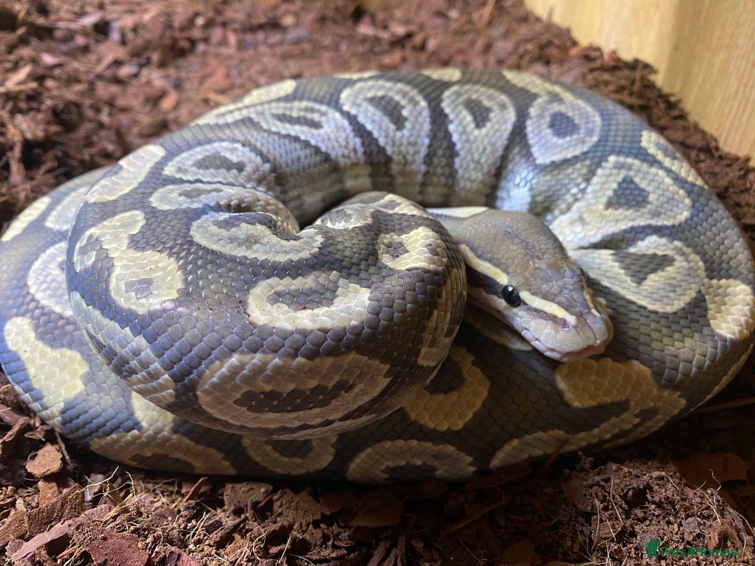 Python Snake reptiles for sale: Royal pythons looking for new homes  - Advert 5