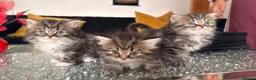 Persian cats for sale: Kittens for sale - Advert 1