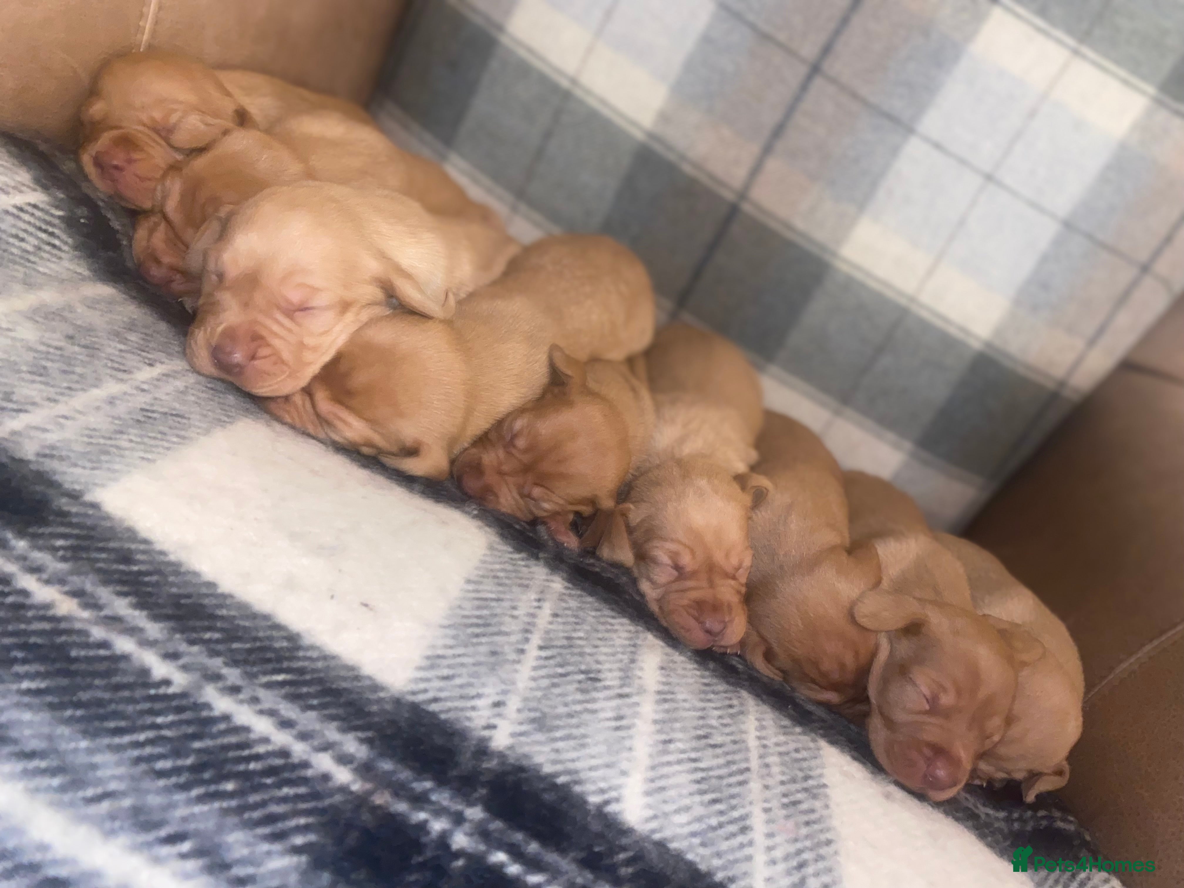 Hungarian Vizsla dogs Stunning litter of Hungarian Vizsla pups - Advert 4