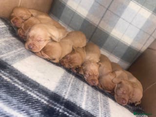 Hungarian Vizsla dogs Stunning litter of Hungarian Vizsla pups - Advert 4
