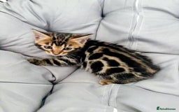 Bengal cats for sale: 🐾Gorgeous Pure Bengals Ready Now🐾 - Image 15