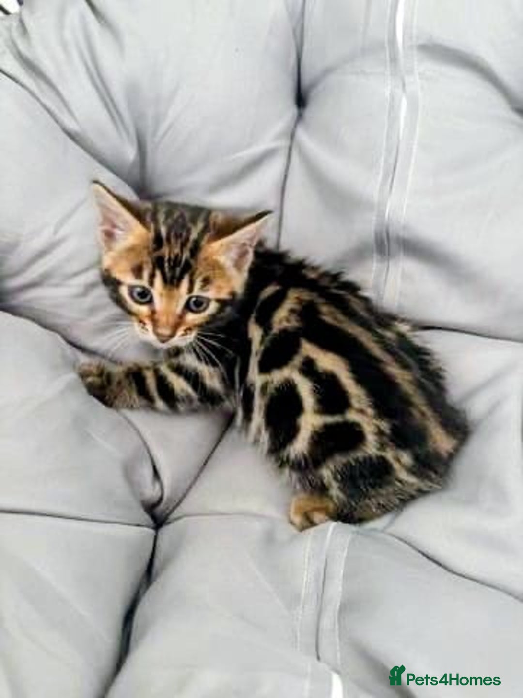 Bengal cats for sale: 🐾Gorgeous Pure Bengals Ready Now🐾 - Image 15