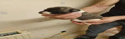 Whippet dogs for sale: RKC Whippet Puppies - Advert 5