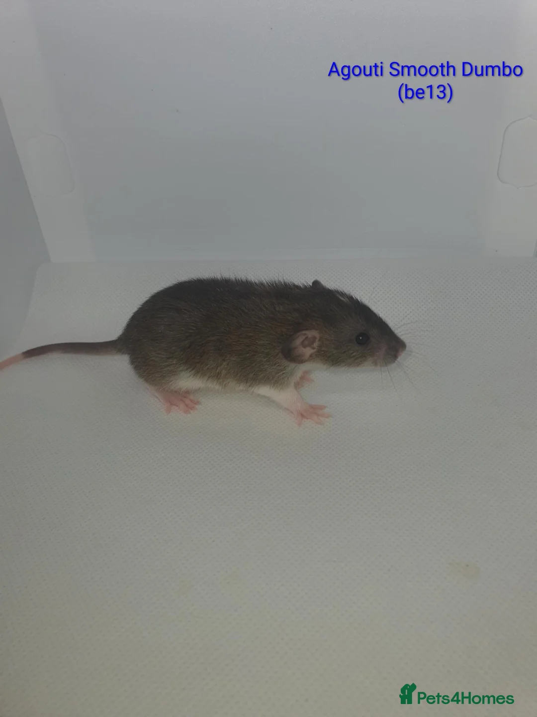 Rat rodents for sale: Rat kits for sale - Advert 16