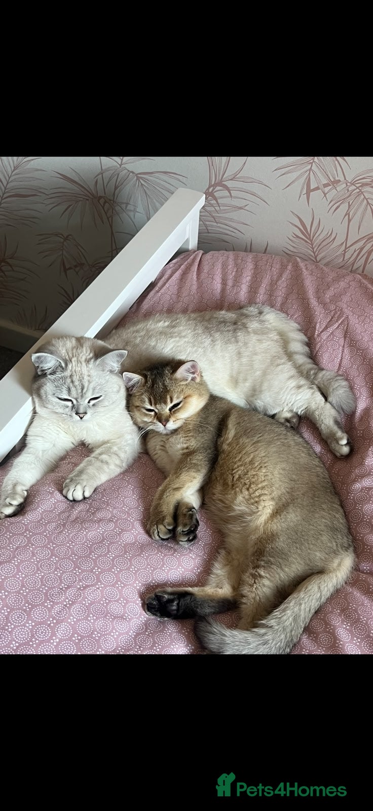 Scottish Fold cats for sale: Scottish fold, really good boy in Lichfield - Advert 4