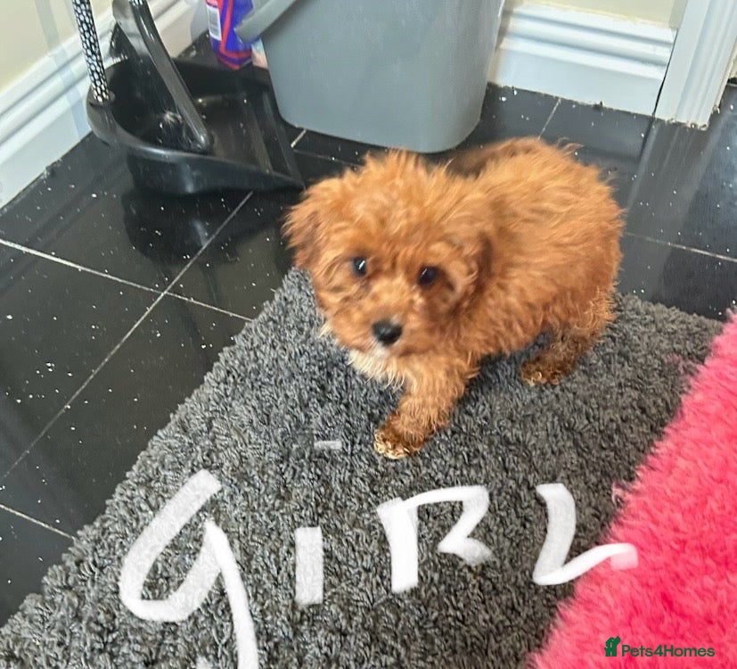 Cavapoo dogs  F1 Cavapoo,puppies available to leave now - Advert 2