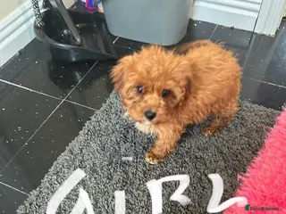 Cavapoo dogs F1 Cavapoo,puppies available to leave now - Advert 2