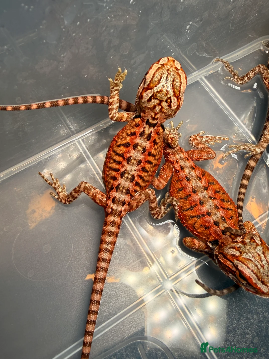 Bearded Dragon reptiles for sale: Red Monster x Lemon Baby Bearded Dragons - Advert 9