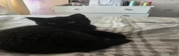 British Shorthair cats for sale: 2 black British shorthair kittens for sale in Pembroke Dock - Advert 7