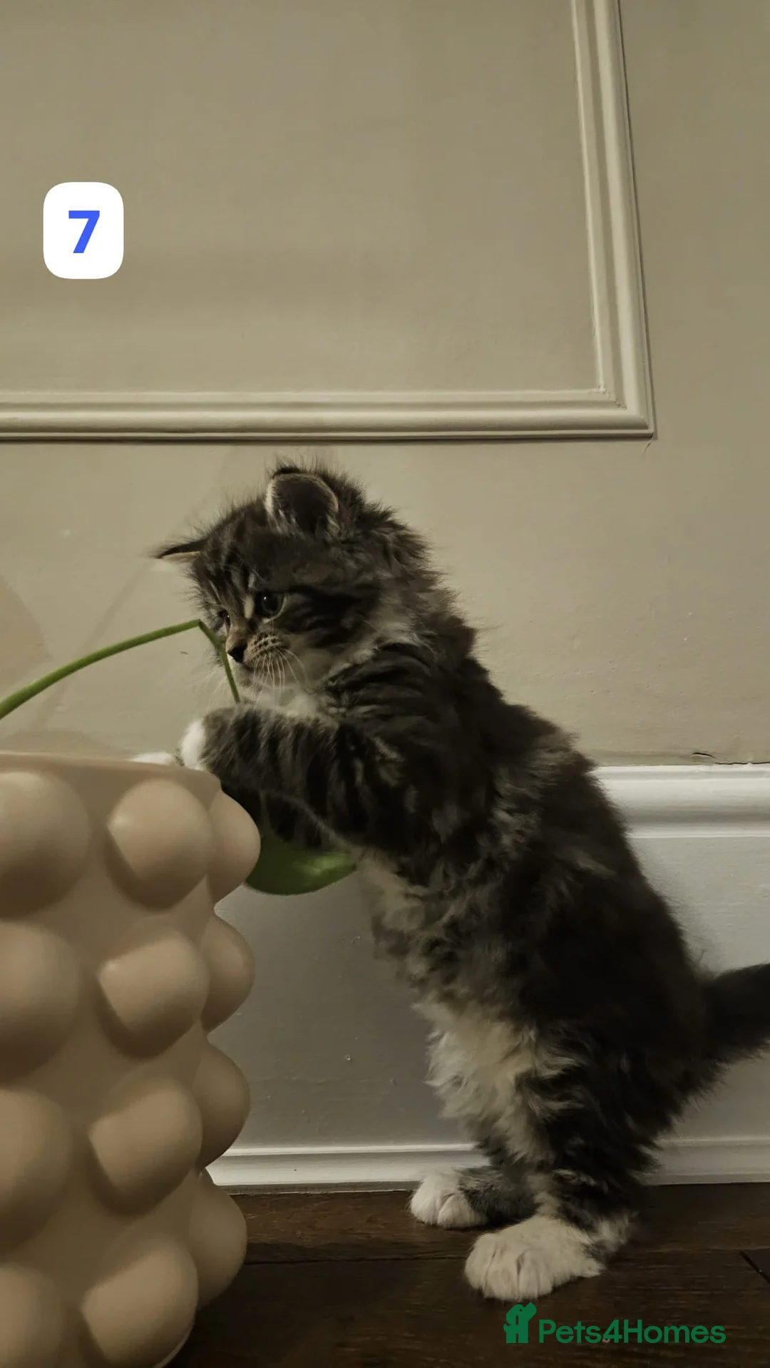 Maine Coon cats for sale: 7 Beautiful Maine Coon x Kittens - Advert 13