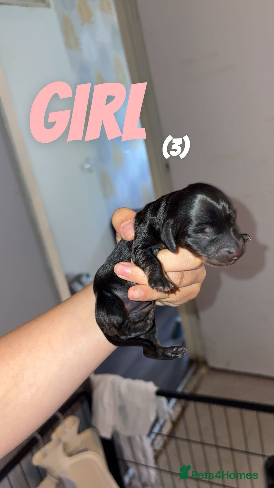 Dachshund dogs for sale: Long haired dachshund  - Image 14
