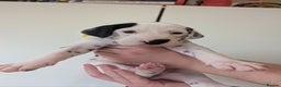 Dalmatian dogs for sale: Beautiful litter of 6 Dalmatian Puppies - Advert 7