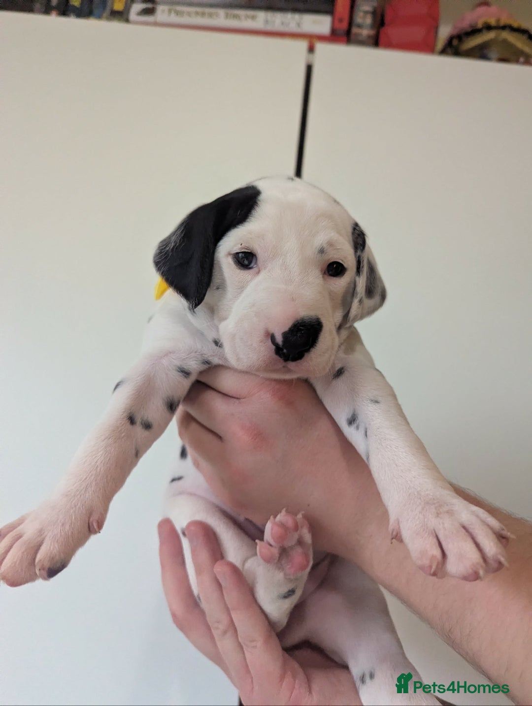 Dalmatian dogs for sale: Beautiful litter of 6 Dalmatian Puppies - Advert 7