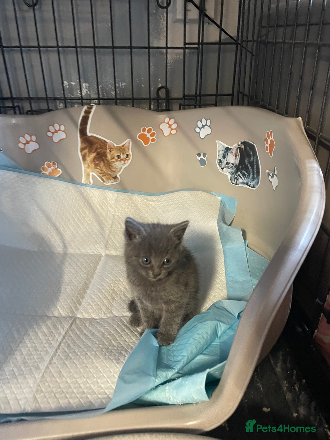 Mixed Breed cats for sale: 1 male still available  in Witney - Image 19