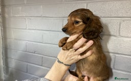 Miniature Dachshund dogs for sale: Miniature Longhaired Dachshund  - Image 3