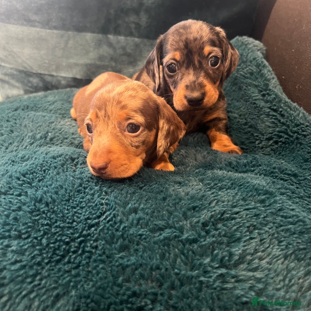 Miniature Dachshund dogs for sale: Stunning kc reg miniature dachshunds  - Image 15