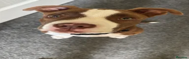 Mixed Breed 1