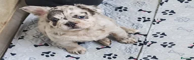 tri merle girl 