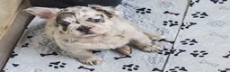 French Bulldog dogs for sale: Price reduced Fluffy French Bulldogs - Advert 30