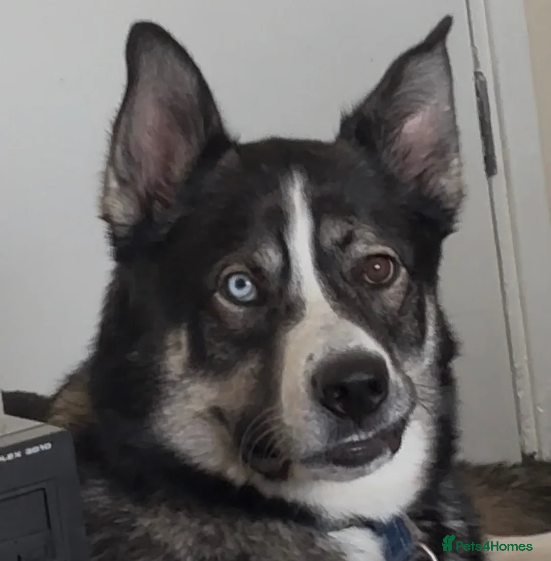 Shepsky dogs for sale: Echo is looking for a new home - Advert 2