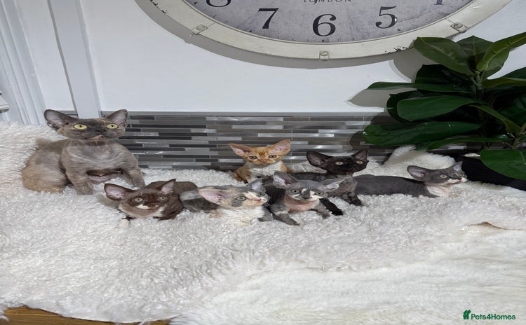 Devon Rex cats - Advert 2