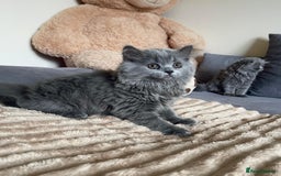 Scottish Fold cats for sale: Scottish fold Longhair - Image 23