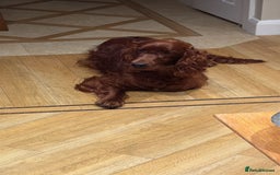 Irish Setter dogs for sale: Irish Red Setter - Image 3
