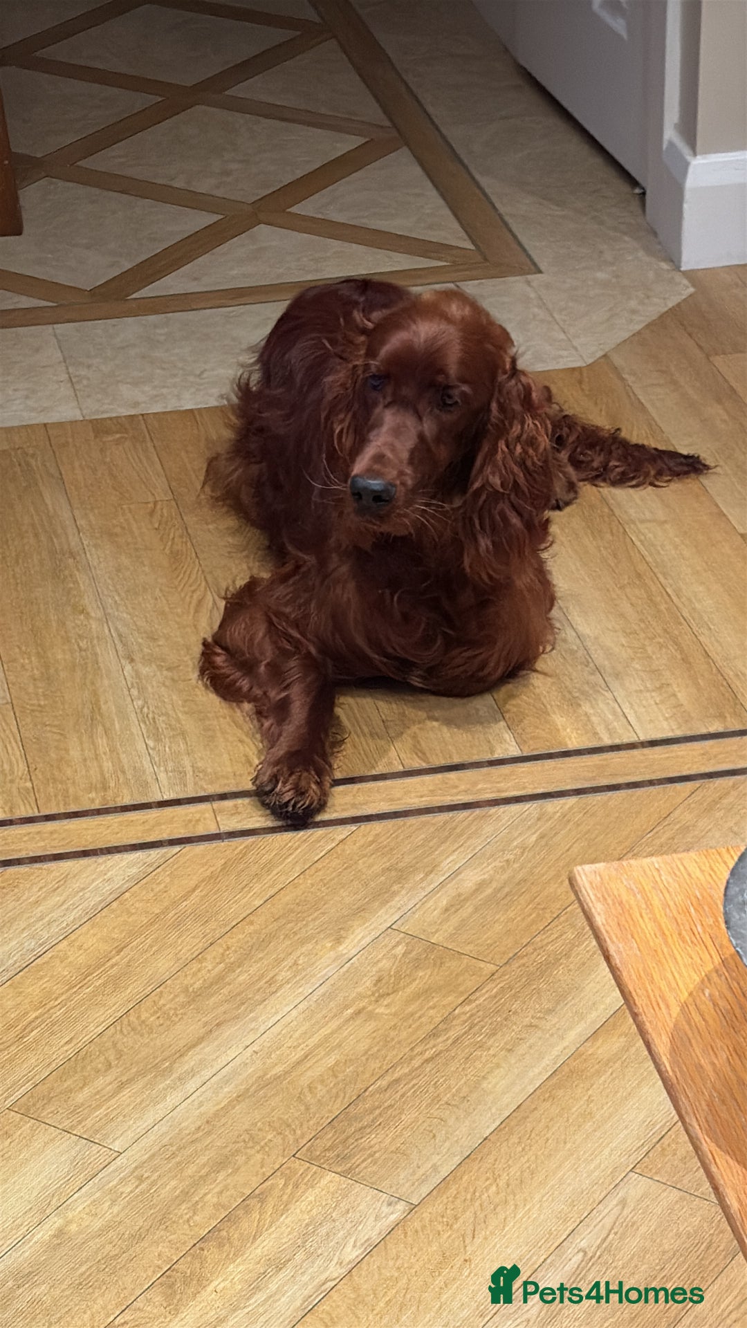 Irish Setter dogs for sale: Irish Red Setter - Image 3