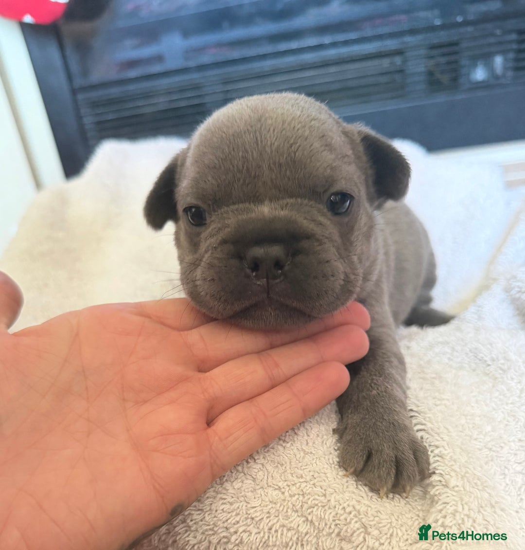 French Bulldog dogs for sale: French bulldog puppies  - Advert 9