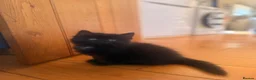 Mixed Breed cats for sale: 2 gorgeous long hair kittens ready for collection  - Advert 26