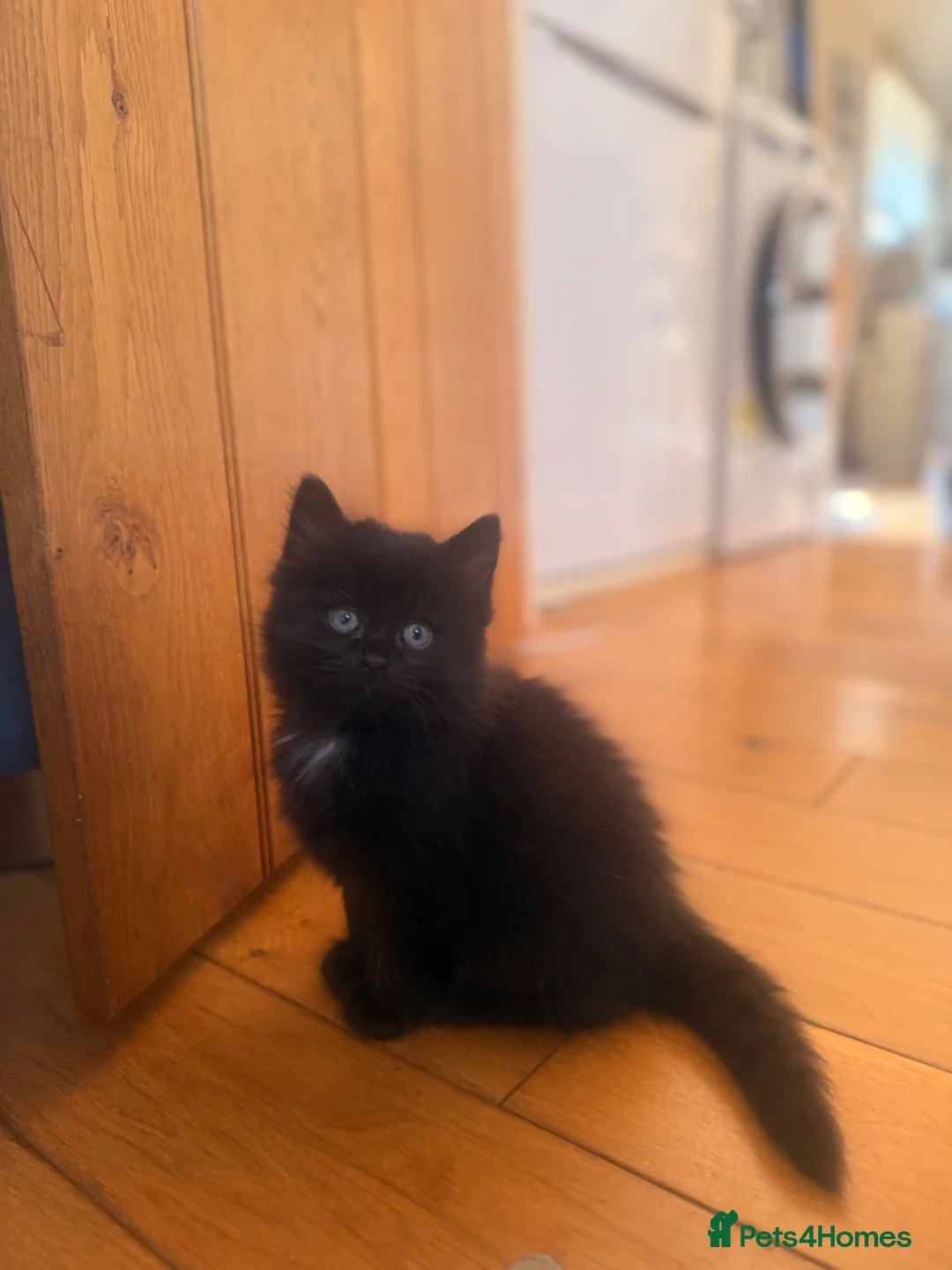 Mixed Breed cats for sale: 2 gorgeous long hair kittens ready for collection  - Advert 26