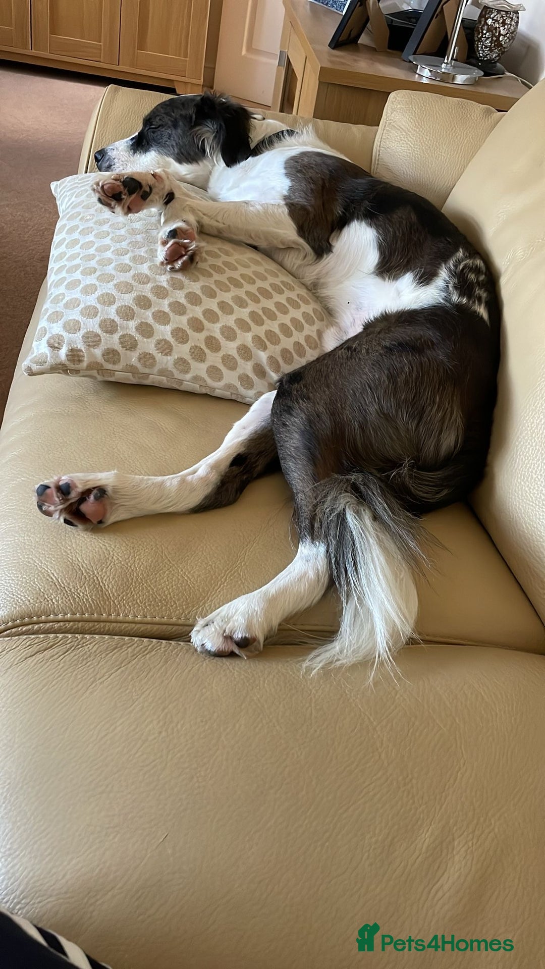 Mixed Breed dogs for adoption: Help us find Buddy a Home  - Image 16