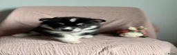 Siberian Husky dogs for sale: Carefully-raised northern breed companions - Advert 11