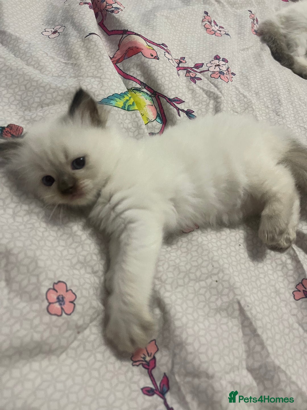 Ragdoll cats for sale: 🩵 Beautiful Ragdoll Kittens Ready at 12 Weeks! 🩵 - Image 12
