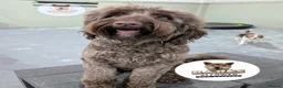 Australian Labradoodle dogs for stud: Douglas MacDoodle - Stud - Advert 9